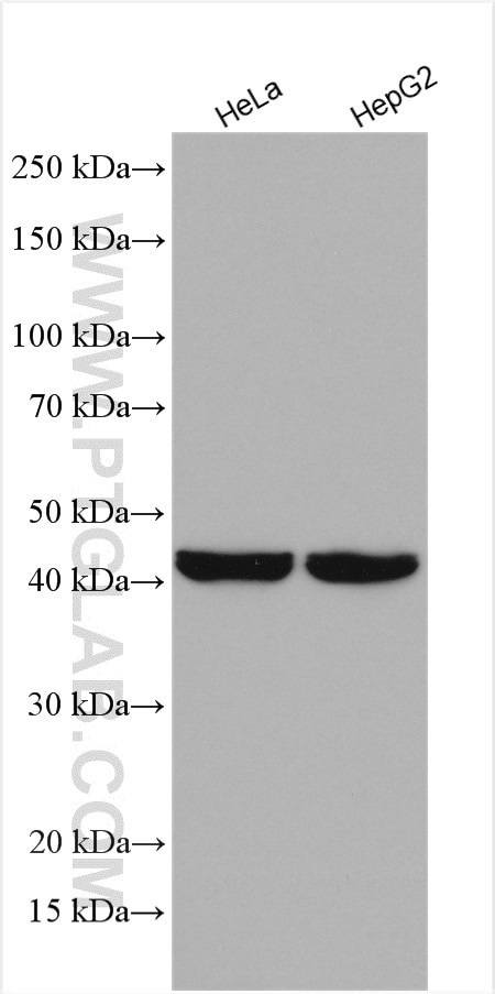 MSY2 Antibody in Western Blot (WB)