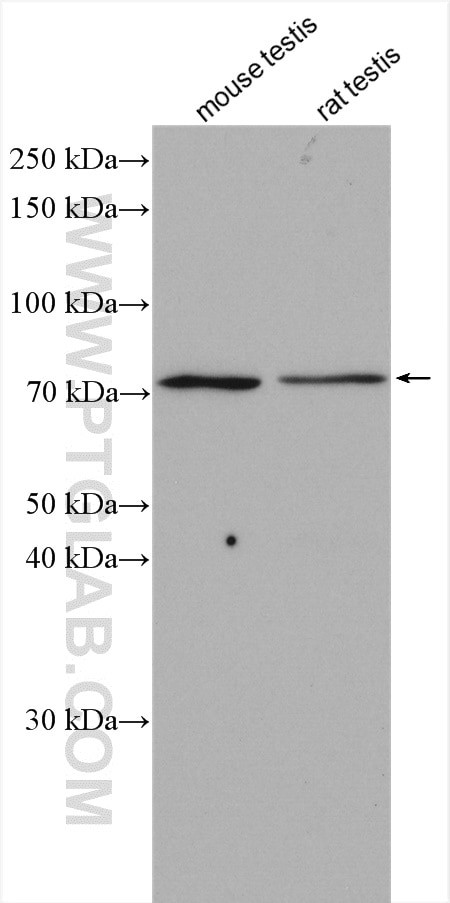 PAK6 Antibody in Western Blot (WB)