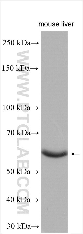 CROT Antibody in Western Blot (WB)