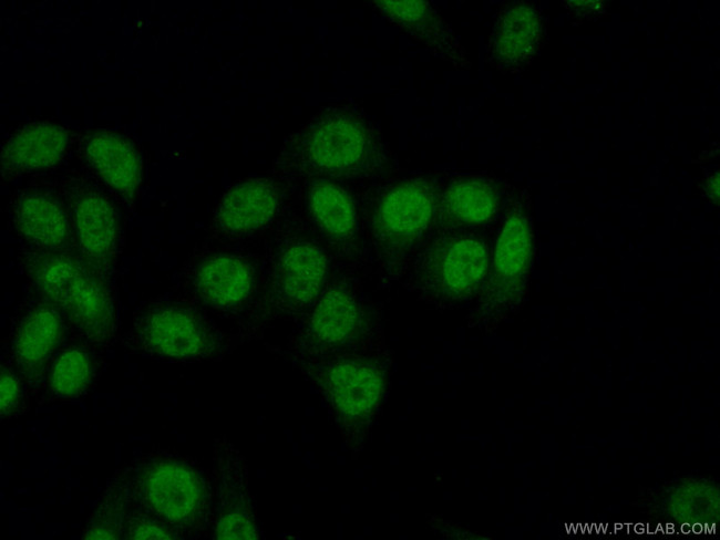 IKZF2 Antibody in Immunocytochemistry (ICC/IF)