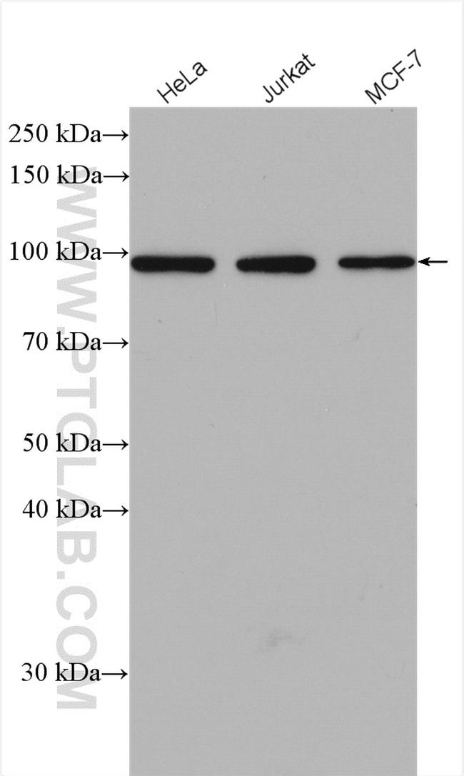 APC2 Antibody in Western Blot (WB)