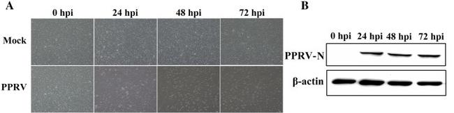 Actin Antibody in Western Blot (WB)