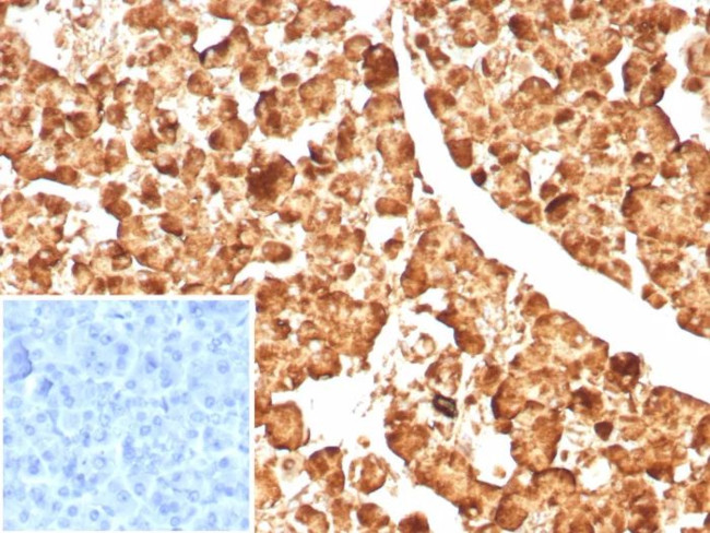 Carboxypeptidase A1/CPA1 (Pancreatic Cancer Marker) Antibody in Immunohistochemistry (Paraffin) (IHC (P))