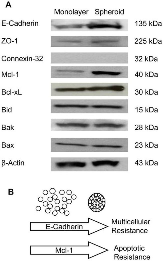 E-cadherin Antibody in Western Blot (WB)