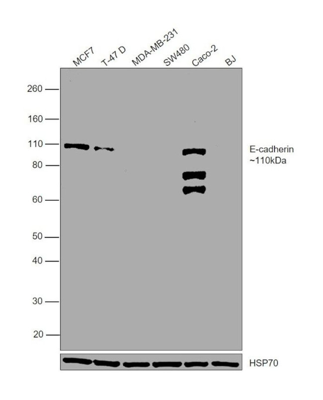 E-cadherin Antibody