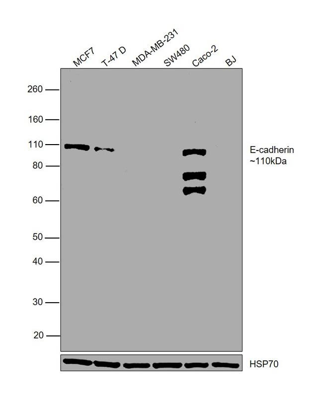 E-cadherin Antibody in Western Blot (WB)