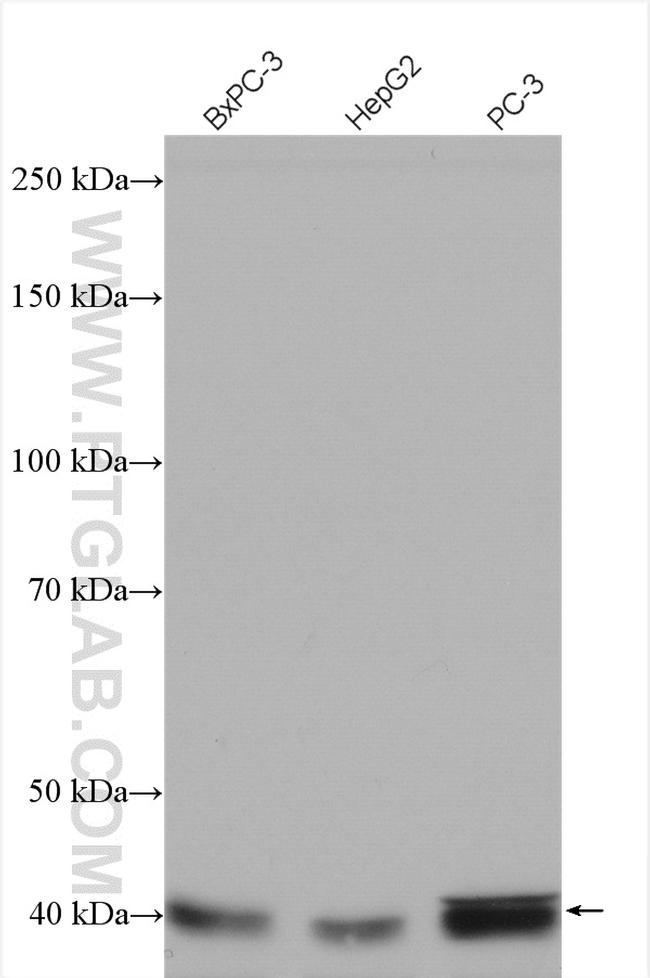 SIRT6 Antibody in Western Blot (WB)