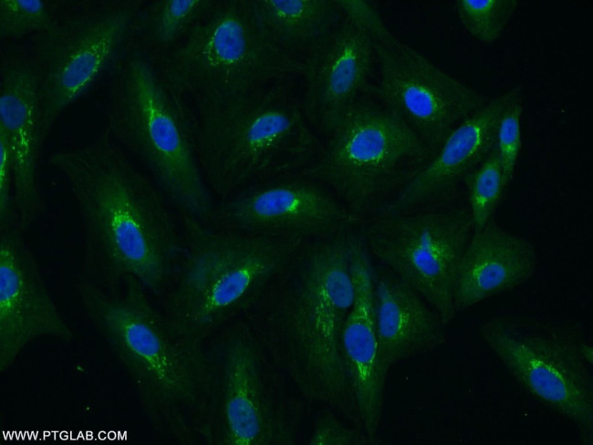 TGN46 Antibody in Immunocytochemistry (ICC/IF)