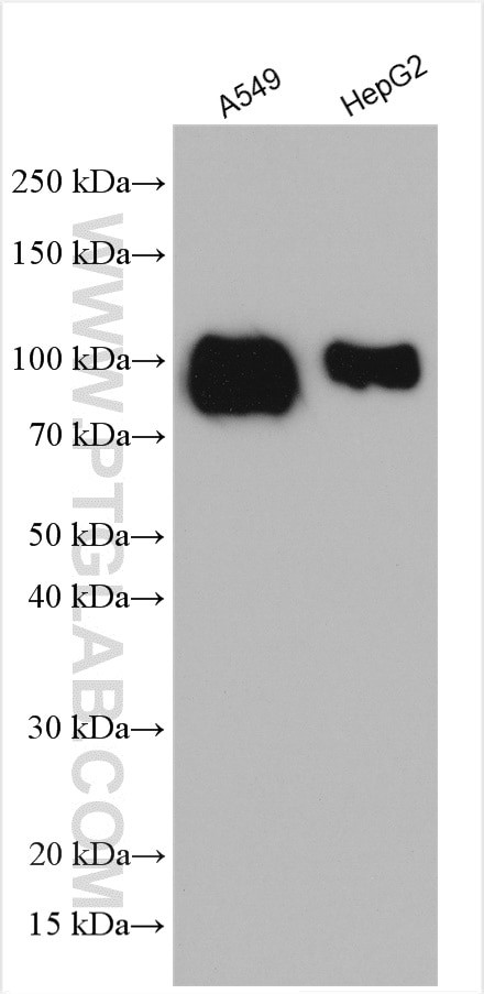 TGN46 Antibody in Western Blot (WB)