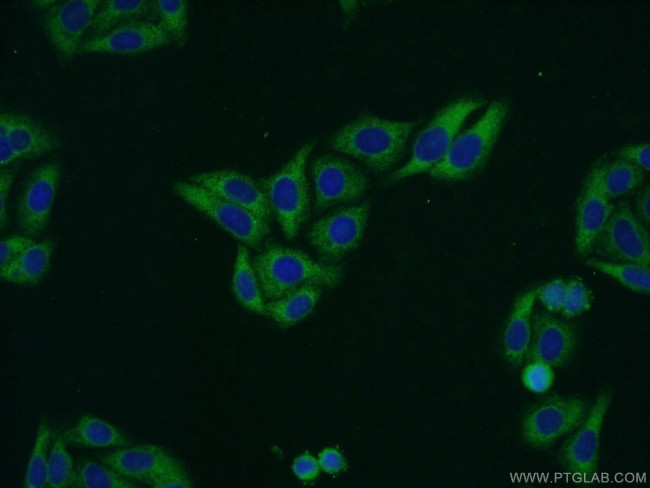 RILP Antibody in Immunocytochemistry (ICC/IF)