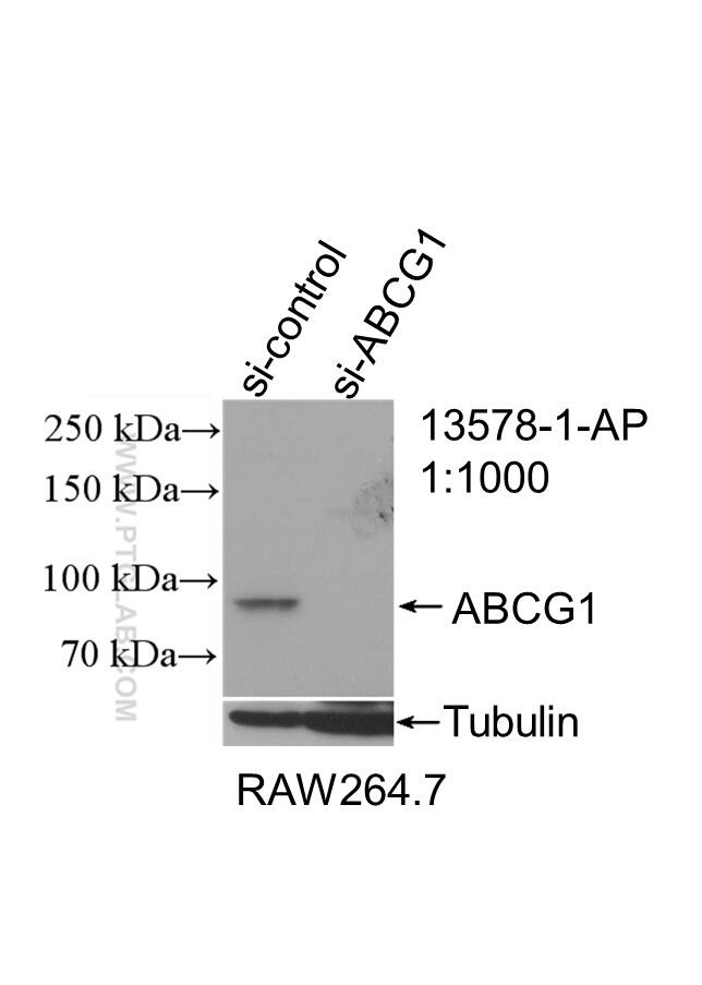 ABCG1 Antibody in Western Blot (WB)