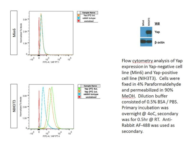 YAP1 Antibody in Flow Cytometry (Flow)