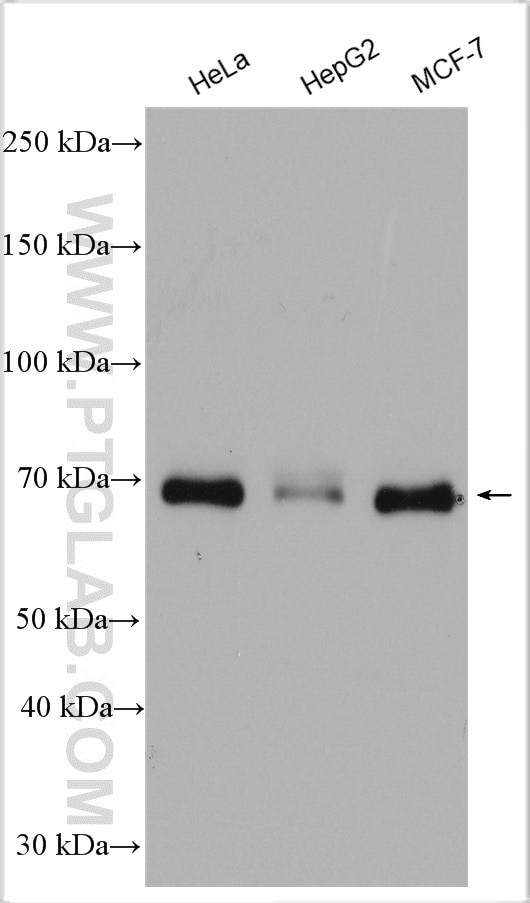 YAP1 Antibody in Western Blot (WB)