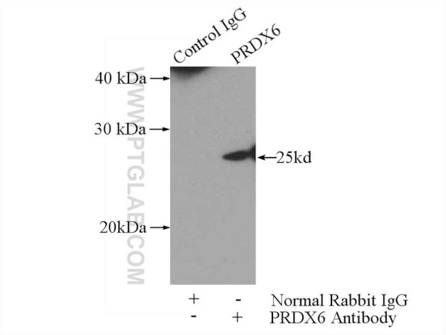 PRDX6 Antibody in Immunoprecipitation (IP)