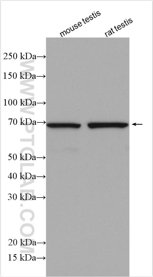 TXNDC3 Antibody in Western Blot (WB)