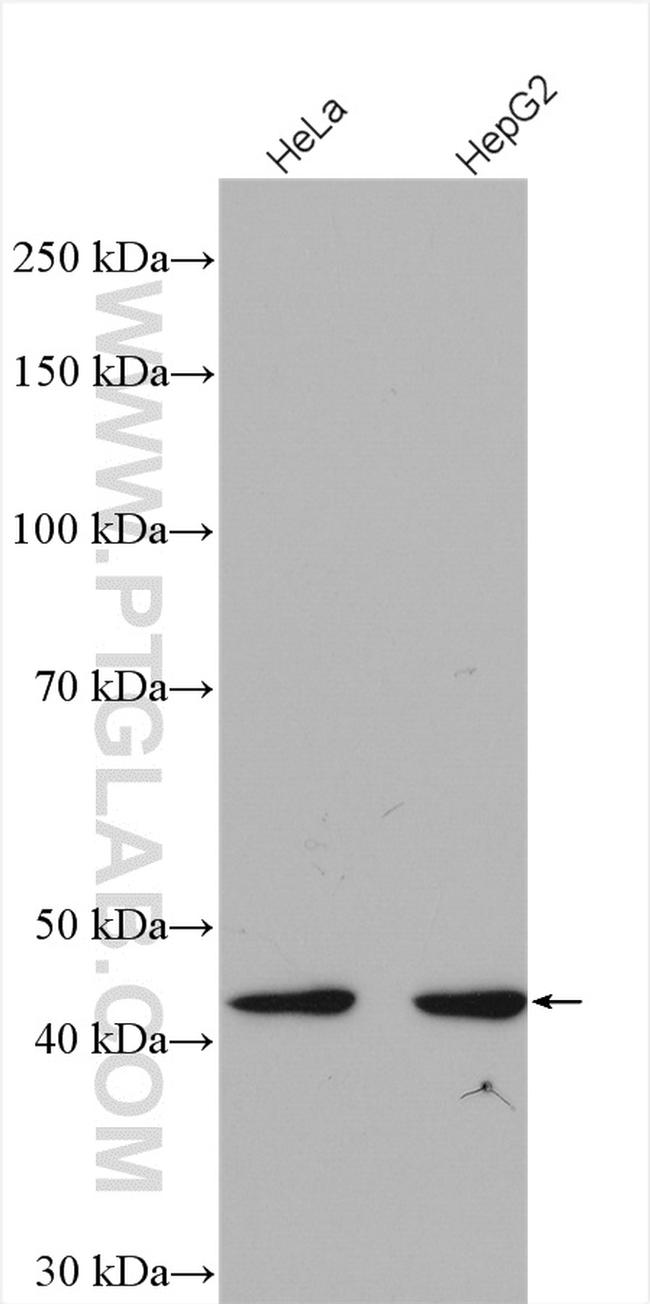 FBXO22 Antibody in Western Blot (WB)