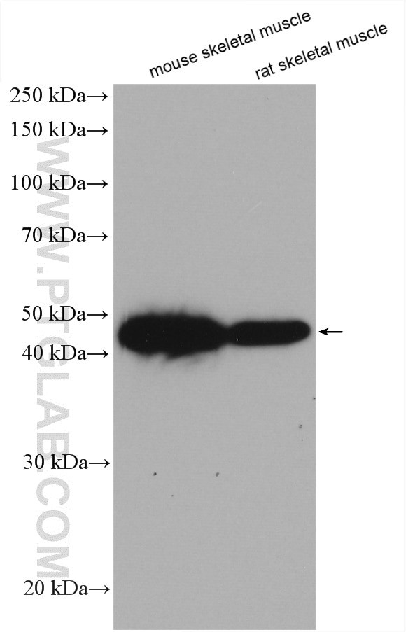 TOB2 Antibody in Western Blot (WB)