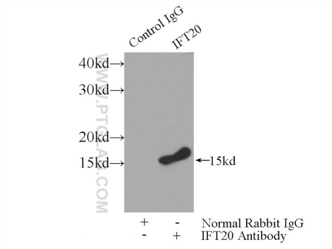 IFT20 Antibody in Immunoprecipitation (IP)
