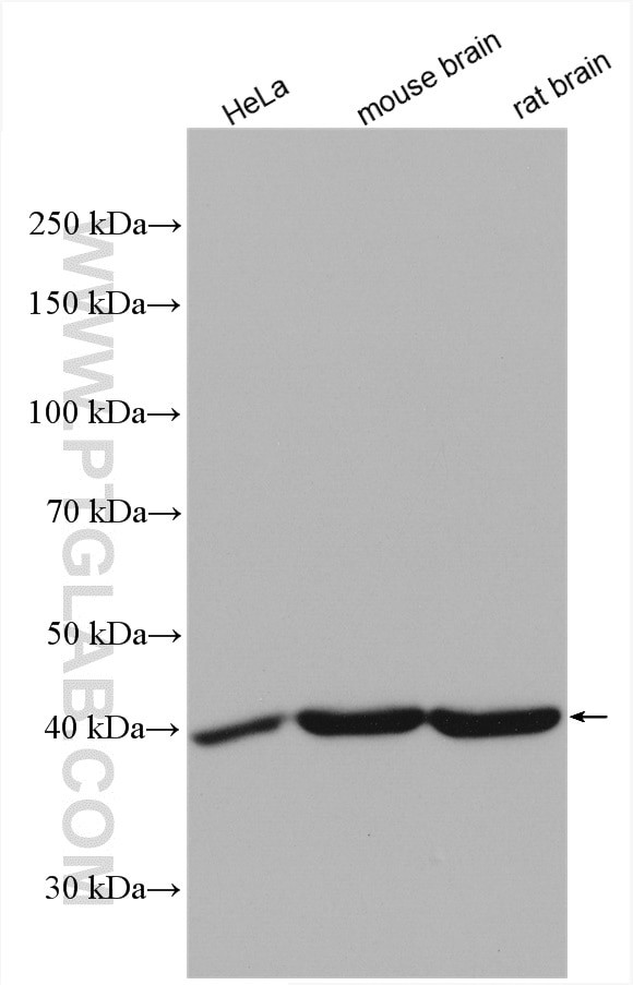 TTL Antibody in Western Blot (WB)