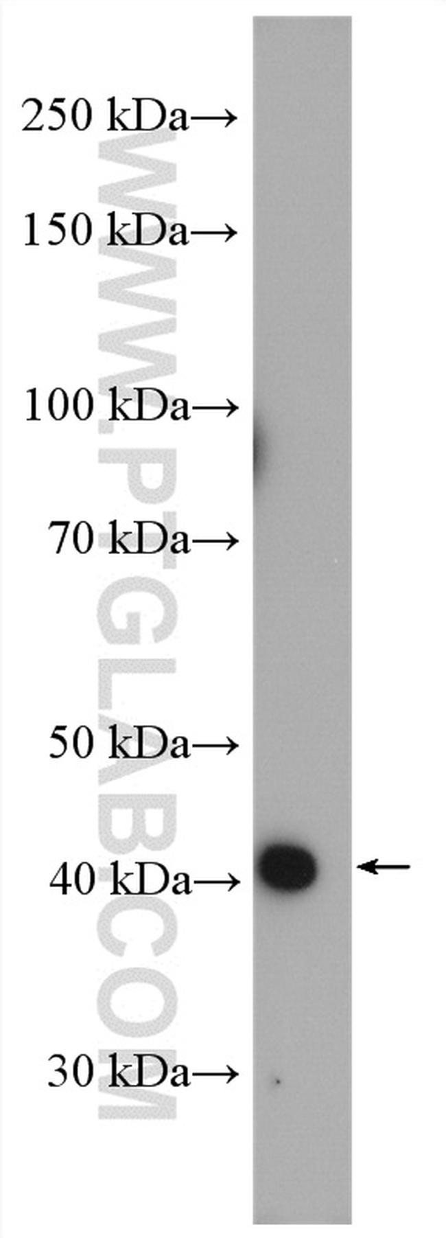 TTL Antibody in Western Blot (WB)