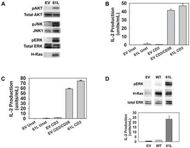 ERK1/ERK2 Antibody in Western Blot (WB)