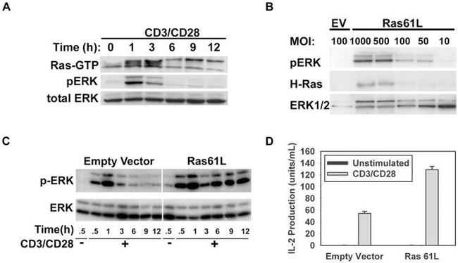 ERK1/ERK2 Antibody in Western Blot (WB)