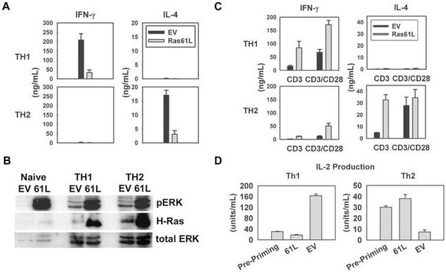 ERK1/ERK2 Antibody in Western Blot (WB)