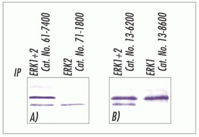 ERK1/ERK2 Antibody