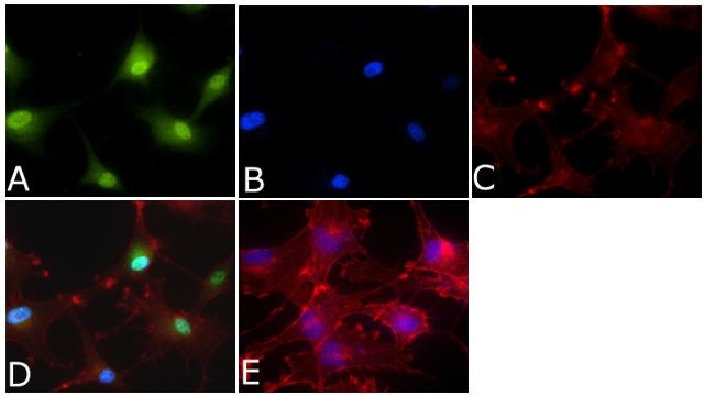 ERK1/ERK2 Antibody in Immunocytochemistry (ICC/IF)