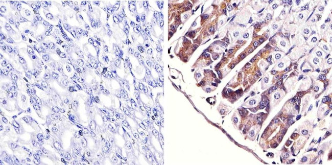 ERK1/ERK2 Antibody in Immunohistochemistry (Paraffin) (IHC (P))