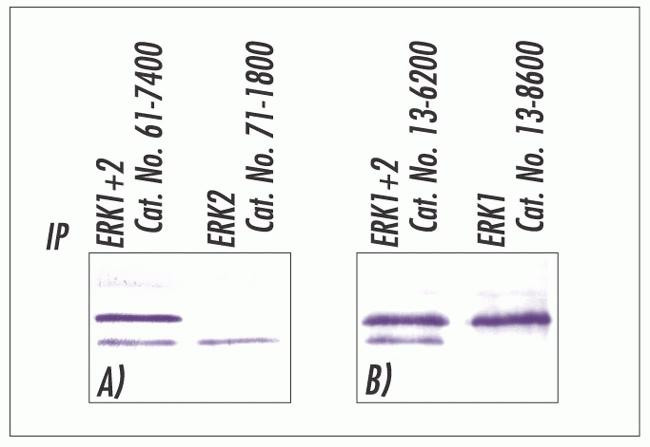 ERK1/ERK2 Antibody in Immunoprecipitation (IP)