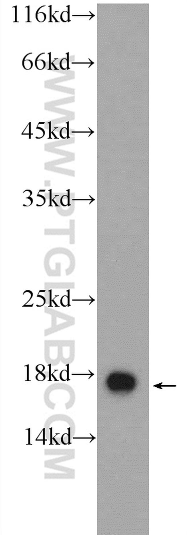 GMFG Antibody in Western Blot (WB)