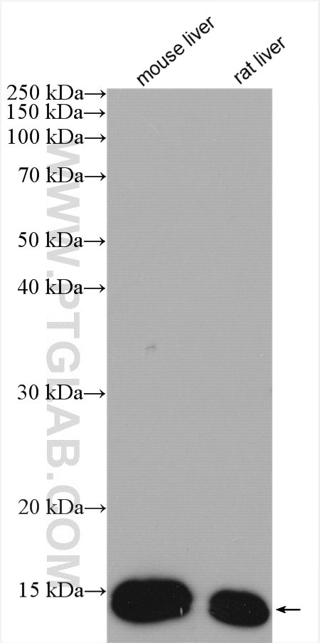 FABP1 Antibody in Western Blot (WB)