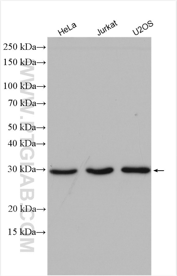 NSMCE2 Antibody in Western Blot (WB)