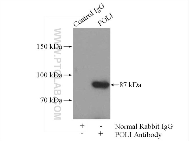 POLI Antibody in Immunoprecipitation (IP)