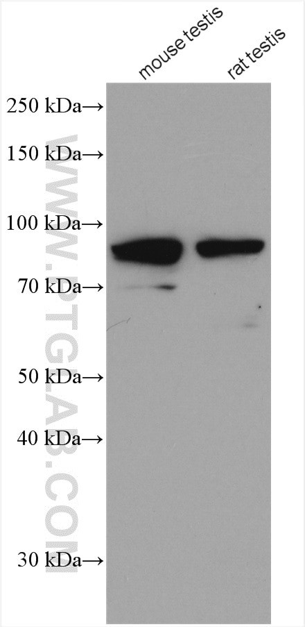 POLI Antibody in Western Blot (WB)