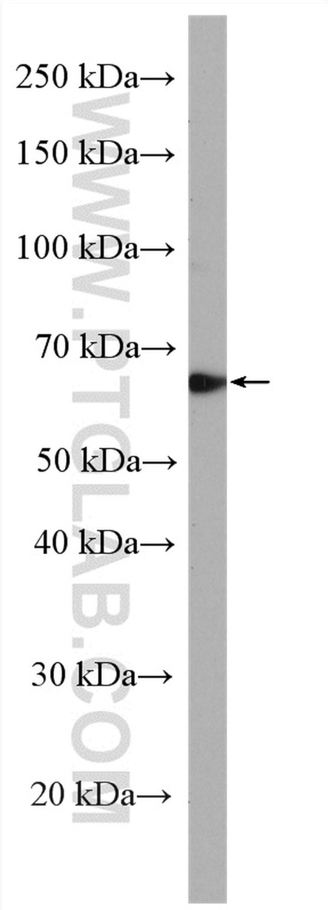 TULP3 Antibody in Western Blot (WB)