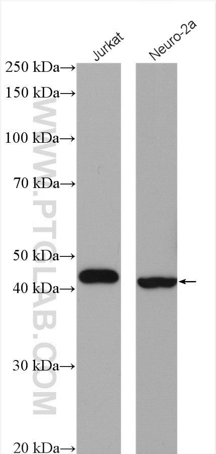 BCAT1/ECA39 Antibody in Western Blot (WB)