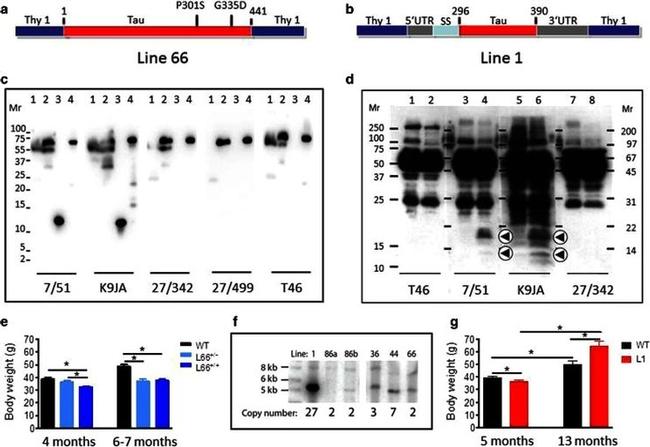 Tau Antibody in Western Blot (WB)