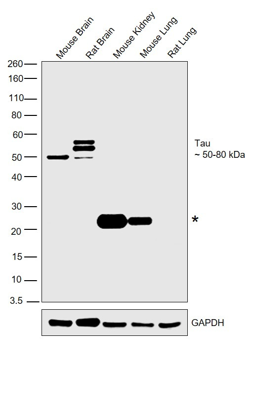 Tau Antibody in Western Blot (WB)