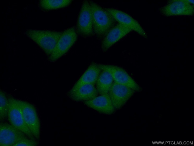 GART Antibody in Immunocytochemistry (ICC/IF)