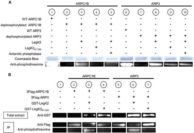 GST Tag Antibody in Western Blot (WB)