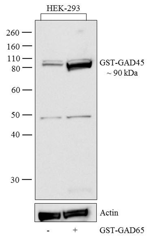 GST Tag Antibody in Western Blot (WB)