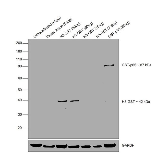 GST Tag Antibody in Western Blot (WB)