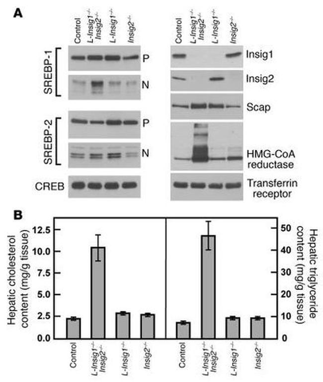 CREB Antibody in Western Blot (WB)