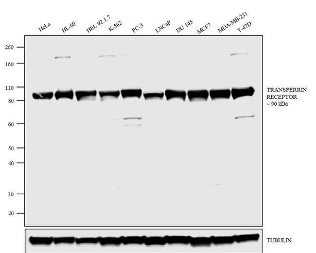 Transferrin Receptor Antibody in Western Blot (WB)