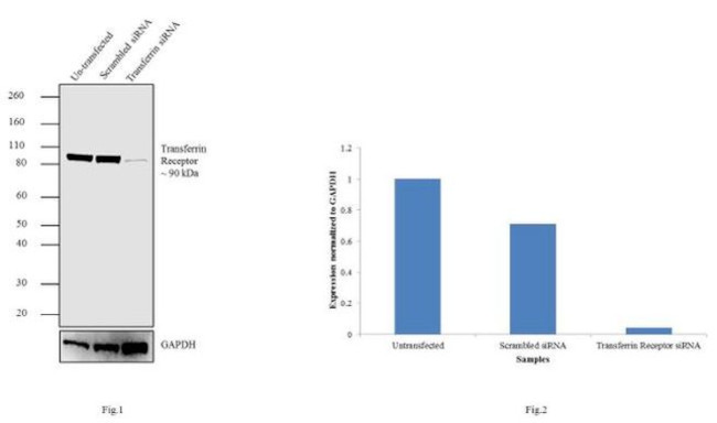 Transferrin Receptor Antibody