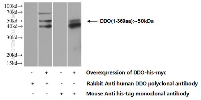 DDO Antibody in Western Blot (WB)