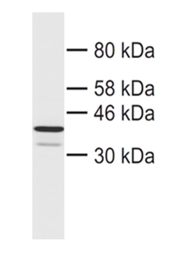 CHMP4B Antibody in Western Blot (WB)