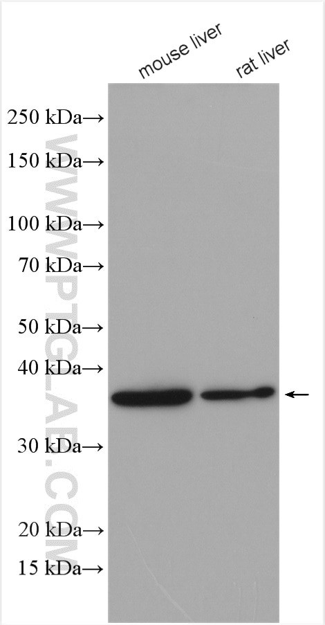 BCKDHB Antibody in Western Blot (WB)